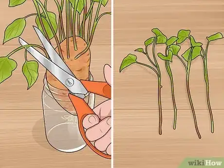 Imagen titulada Grow Sweet Potatoes in Containers Step 5