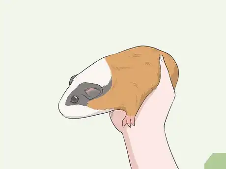 Imagen titulada Hold a Guinea Pig Step 6