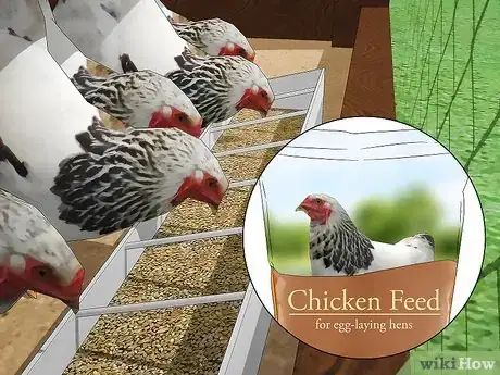 Imagen titulada Keep Chickens from Eating Their Own Eggs Step 5