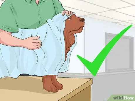 Imagen titulada Clean a Mother Dog After She Gives Birth Step 8