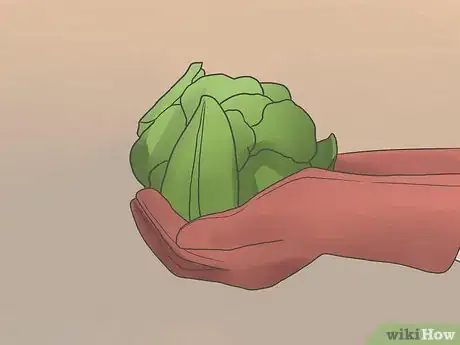 Imagen titulada Grow Cauliflower Step 10