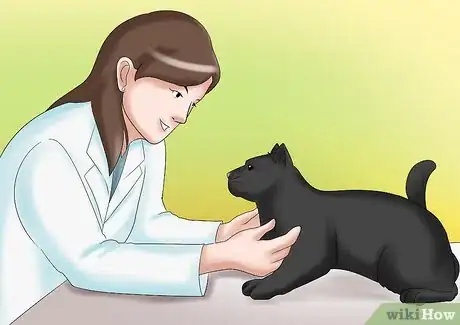 Imagen titulada Care for a Cat with Kidney Failure Step 1