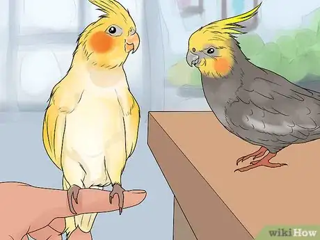 Imagen titulada Keep Multiple Cockatiels Step 2