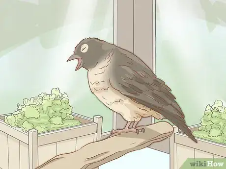 Imagen titulada Tell if Your Bird Has Mites Step 4