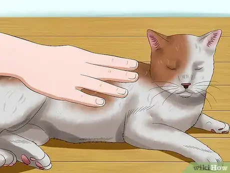 Imagen titulada Pet a High Strung Cat Step 8