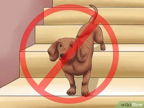 Imagen titulada Diagnose Back Problems in Dachshunds Step 8