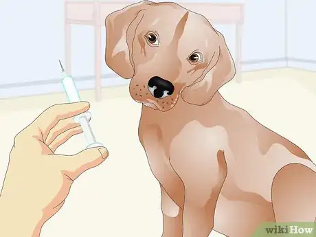 Imagen titulada Administer Shots to Dogs Step 2