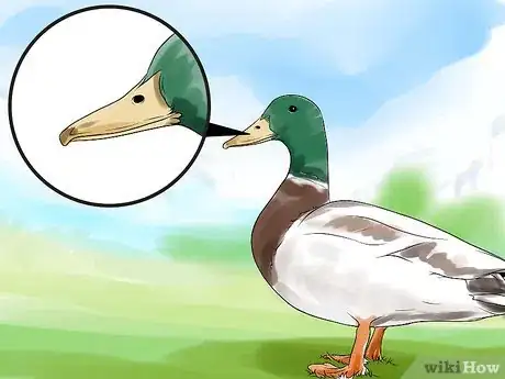 Imagen titulada Tell the Difference Between Male and Female Ducks Step 2