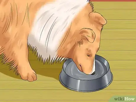 Imagen titulada Care for Shelties Step 9