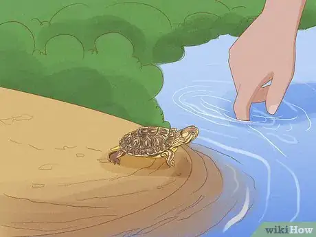 Imagen titulada Catch a Turtle Step 9