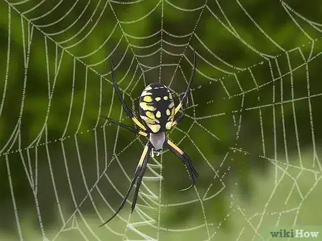 Imagen titulada Identify the Most Common North American Spider Species Step 8