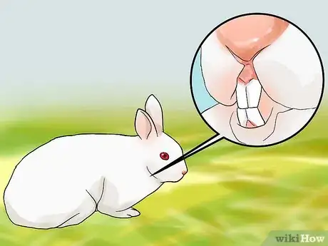 Imagen titulada Look After a Rabbit That Needs Its Teeth Trimmed Step 1