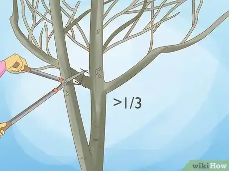 Imagen titulada Prune Walnut Trees Step 3