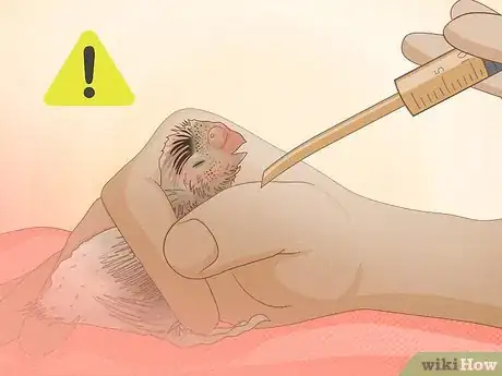 Imagen titulada Feed a Baby Budgie Step 8