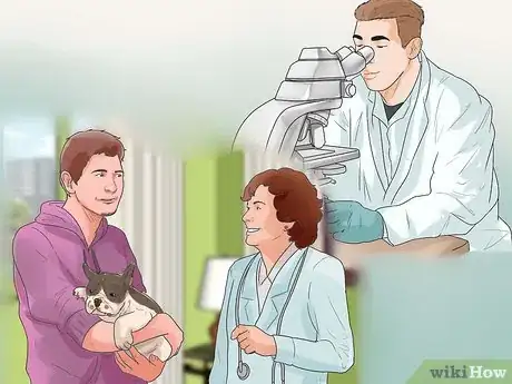 Imagen titulada Treat Neck Pain in Dogs Step 19