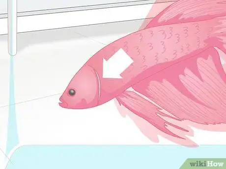 Imagen titulada Pick a Betta Fish Step 7