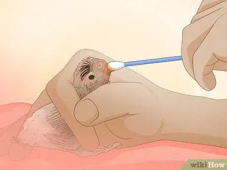 Imagen titulada Feed a Baby Budgie Step 9