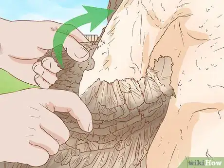 Imagen titulada Clean a Turkey Step 8
