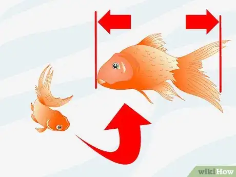 Imagen titulada Make a 5 Gallon Aquarium Interesting Step 8