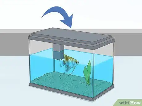 Imagen titulada Care for an Angelfish Step 11