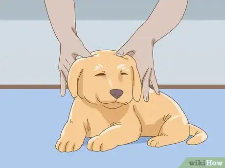 Imagen titulada Care for a Dog With a Broken or Fractured Pelvis Step 15