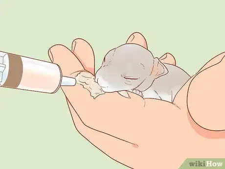 Imagen titulada Nurse a Baby Rabbit Step 7