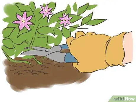 Imagen titulada Prune Clematis Step 8