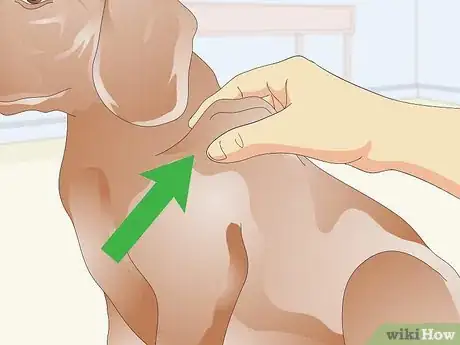 Imagen titulada Administer Shots to Dogs Step 7
