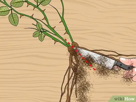 Imagen titulada Propagate Roses Step 17