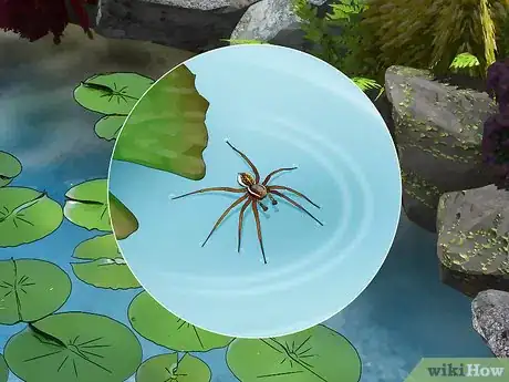 Imagen titulada Identify the Most Common North American Spider Species Step 5