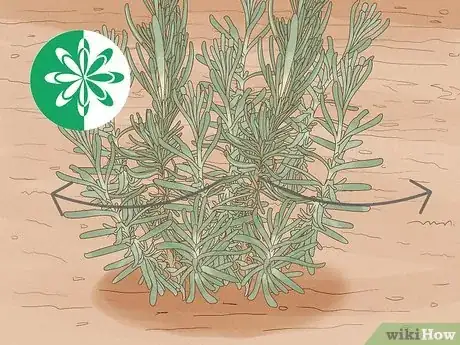 Imagen titulada Divide a Lavender Plant Step 22