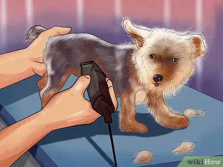 Imagen titulada Take Care of Teacup Puppies Step 5