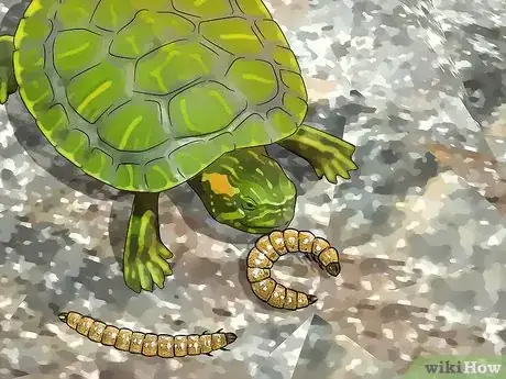 Imagen titulada Look After a Turtle Step 7