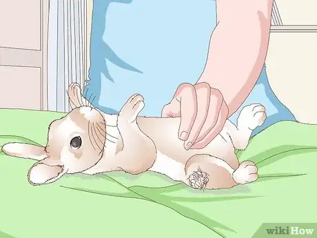 Imagen titulada Keep Your Rabbit's Fur Clean and Untangled Step 2