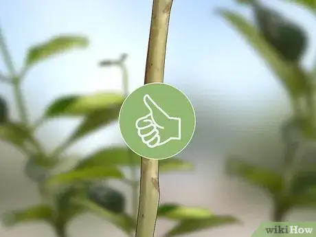 Imagen titulada Grow Jasmine from Cuttings Step 1