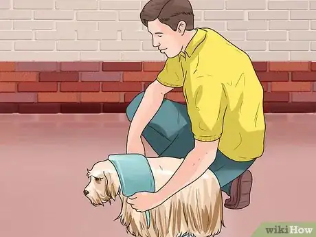 Imagen titulada Treat Neck Pain in Dogs Step 22