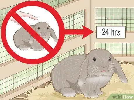 Imagen titulada Care for a New Pet Rabbit Step 6