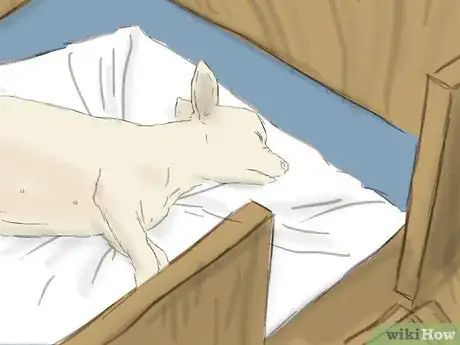 Imagen titulada Care for a Pregnant Chihuahua Step 8