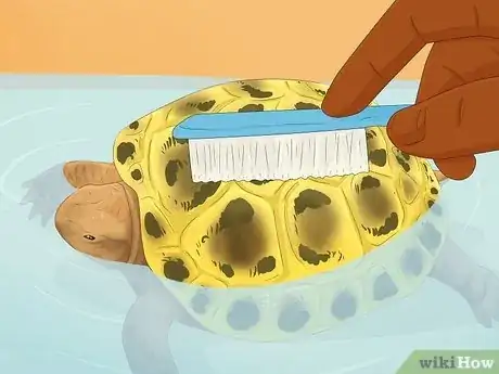 Imagen titulada Bathe a Russian Tortoise Step 9