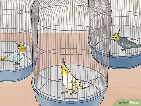 Imagen titulada Keep Multiple Cockatiels Step 6
