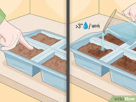Imagen titulada Grow Onions Indoors Step 13