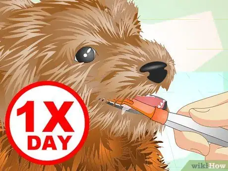 Imagen titulada Keep Your Yorkie's Teeth Clean Step 7