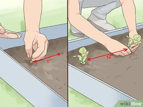 Imagen titulada Grow Mustard Greens Step 5