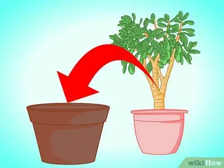 Imagen titulada Transplant a Jade Plant Step 1