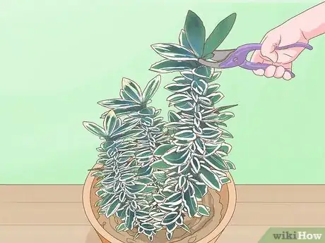 Imagen titulada Keep Variegation in Plants Step 6