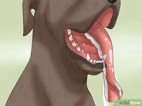 Imagen titulada Diagnose Bloat in Great Danes Step 4