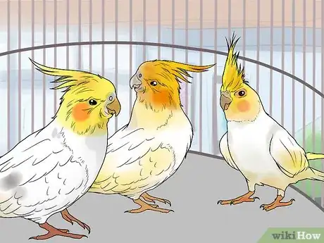 Imagen titulada Keep Multiple Cockatiels Step 5