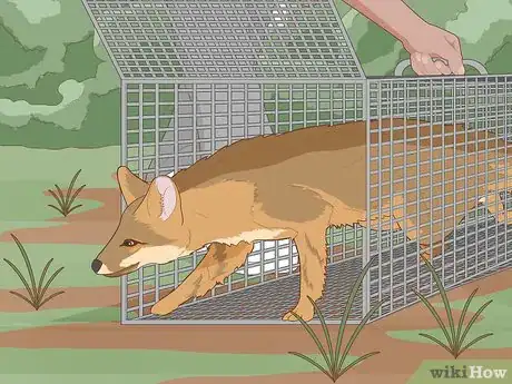 Imagen titulada Catch a Fox Step 9