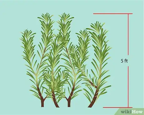 Imagen titulada Identify Rosemary Step 1
