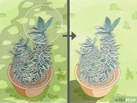 Imagen titulada Keep Variegation in Plants Step 7